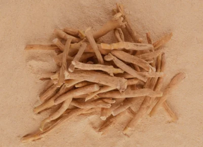 Ashwagandha adaptogena biljka